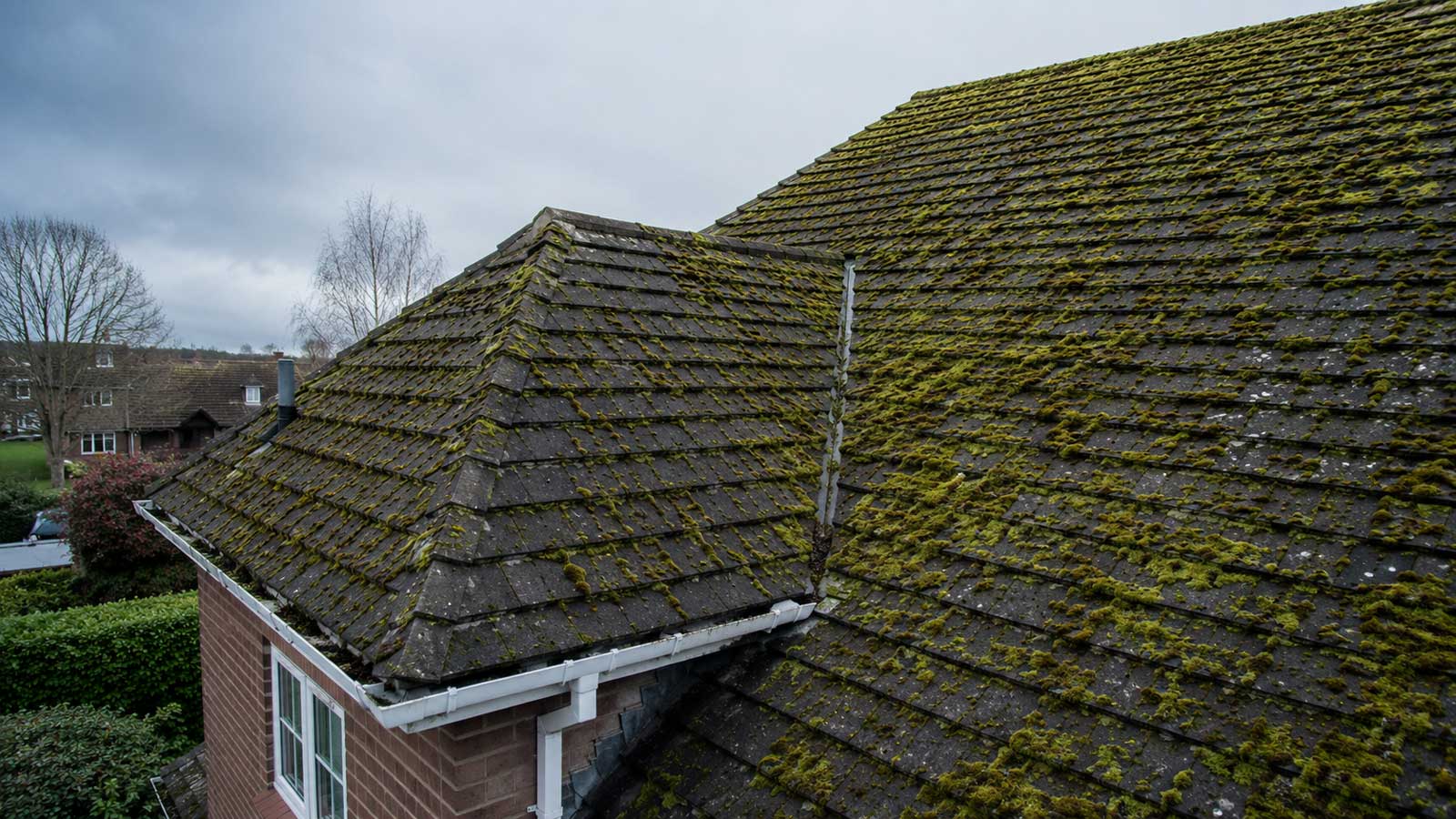 Illustration relating to moss on roofs in blackburn